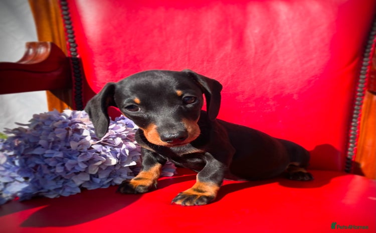 Miniature Dachshund dogs - Advert 3