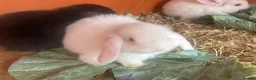 Mini Lop rabbits for sale: Pure breed mini lops - Advert 4
