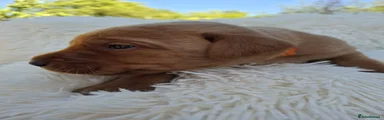 Ginger Labrador Retriever Puppy 6