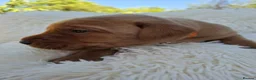 Labrador Retriever dogs for sale: Gorgeous Fox Red Labrador Puppies. - Advert 4