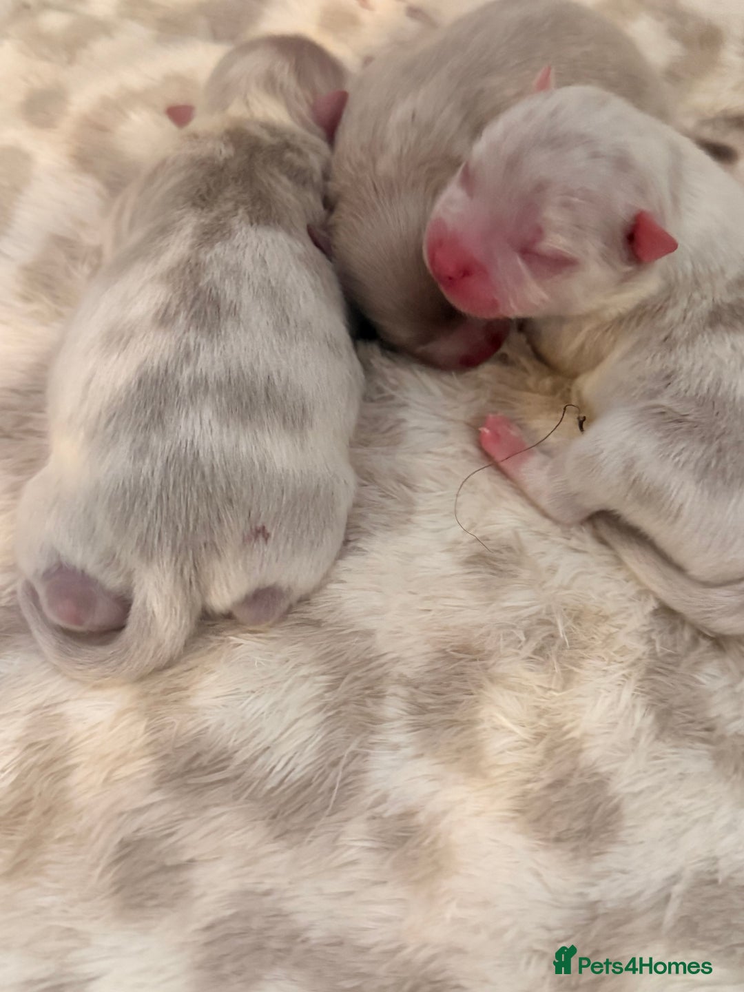 Pomeranian dogs for sale: Small & Fluffy Pomeranian Puppies Ready to Reserve - Advert 2