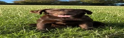 Labrador Retriever dogs for sale: KC Pedigree Labrador Puppies READ DESC. RE PRICING in Pontypool - Advert 8