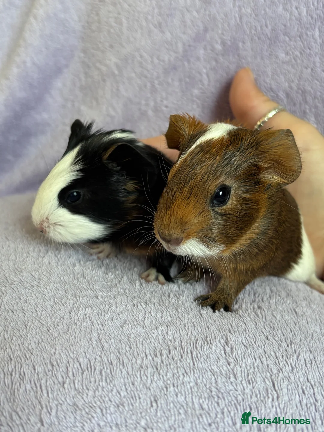Guinea Pig rodents for sale: Baby boars  - Advert 2