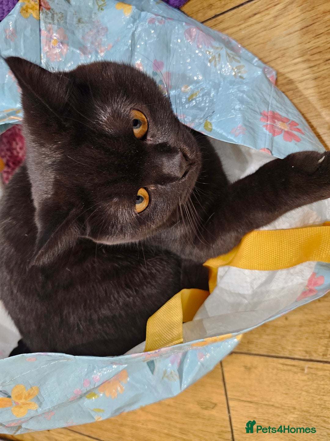 British Shorthair cats for sale: Black British Shorthair  in Sowerby Bridge - Image 11