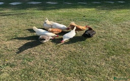 Chickens poultry for sale: Complete chicken 🐓 set up 😍 - Image 7
