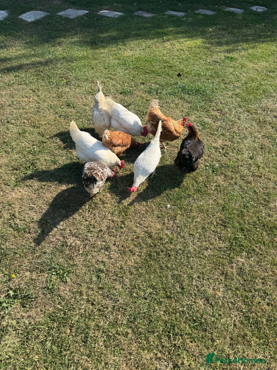 Chickens poultry for sale: Complete chicken 🐓 set up 😍 - Image 7