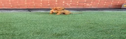 Labrador Retriever dogs for sale: 2 BOYS LEFT KC Registered Fox Red Labrador Puppies - Advert 2