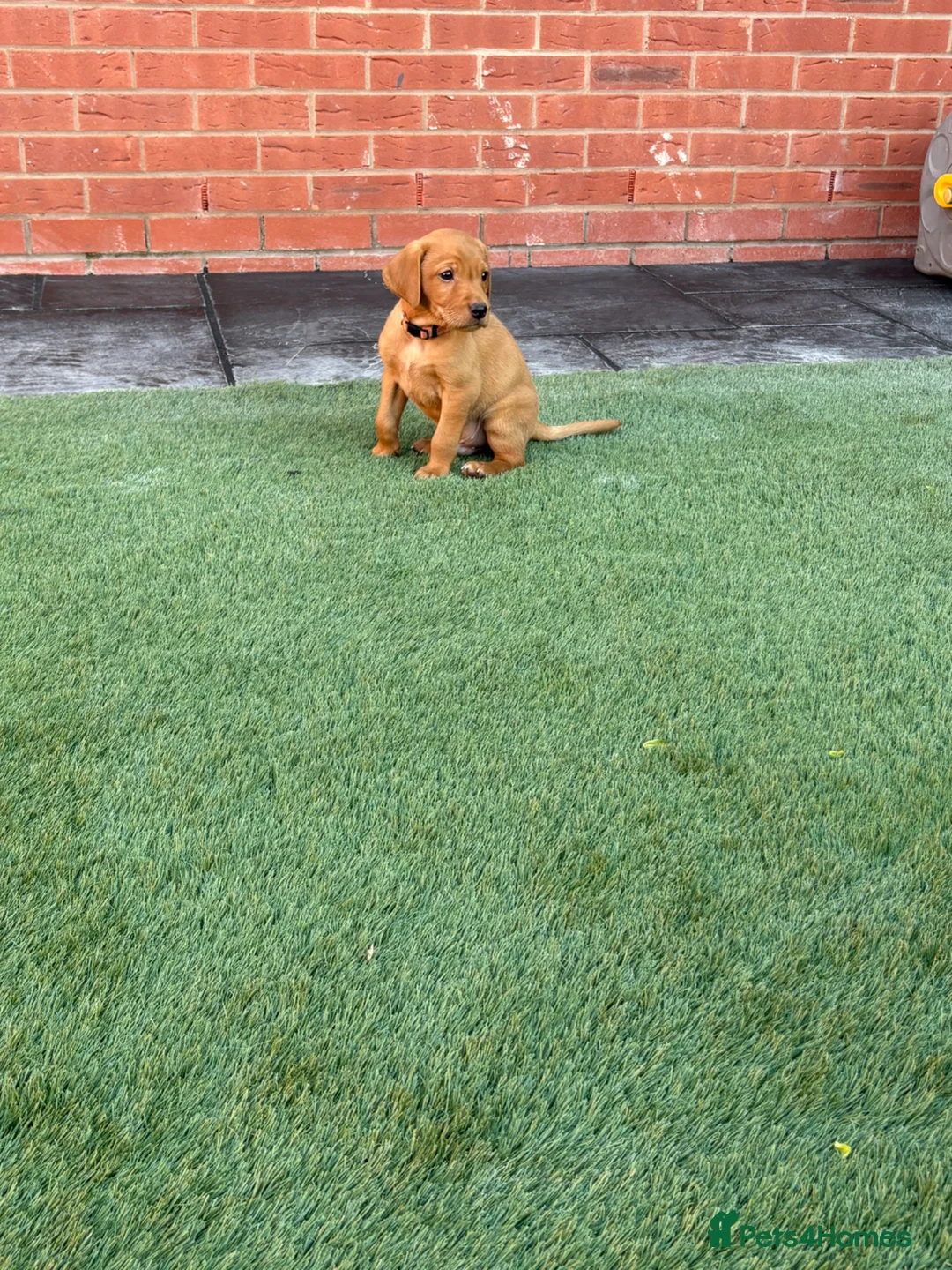 Labrador Retriever dogs for sale: 2 BOYS LEFT KC Registered Fox Red Labrador Puppies - Advert 2