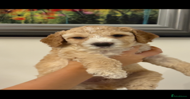 Cockapoo dogs - Advert 9