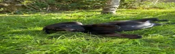 Labrador Retriever dogs for sale: Well bred KC Reg Labrador puppies - Advert 8