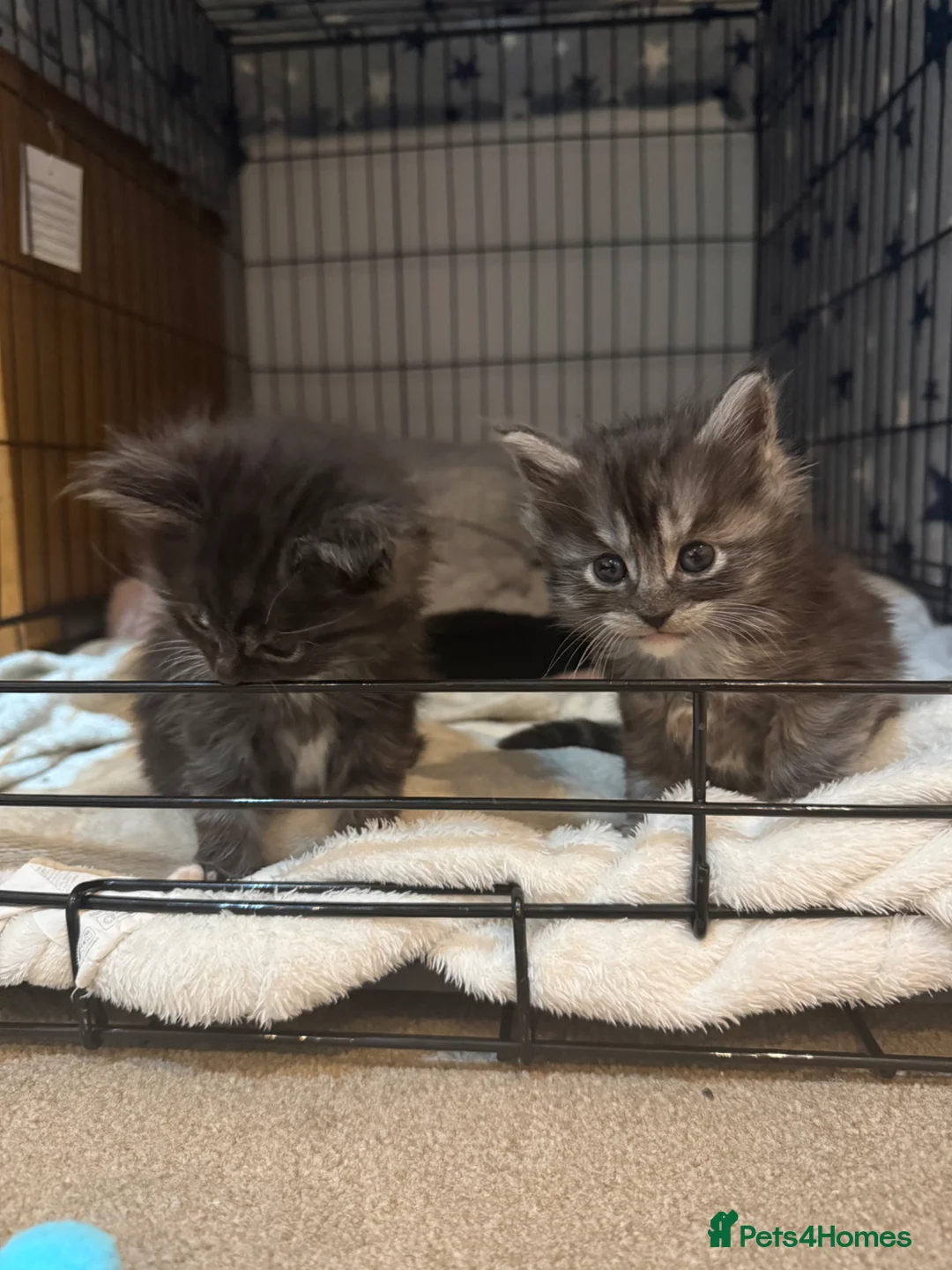 Maine Coon cats for sale: 🐾 Maine Coon Cross Kittens – 2 Girls & 1 Boy 🐾 - Advert 1