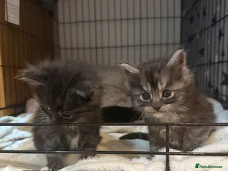 Maine Coon cats 🐾 Maine Coon Cross Kittens – 2 Girls & 1 Boy 🐾 - Advert 3