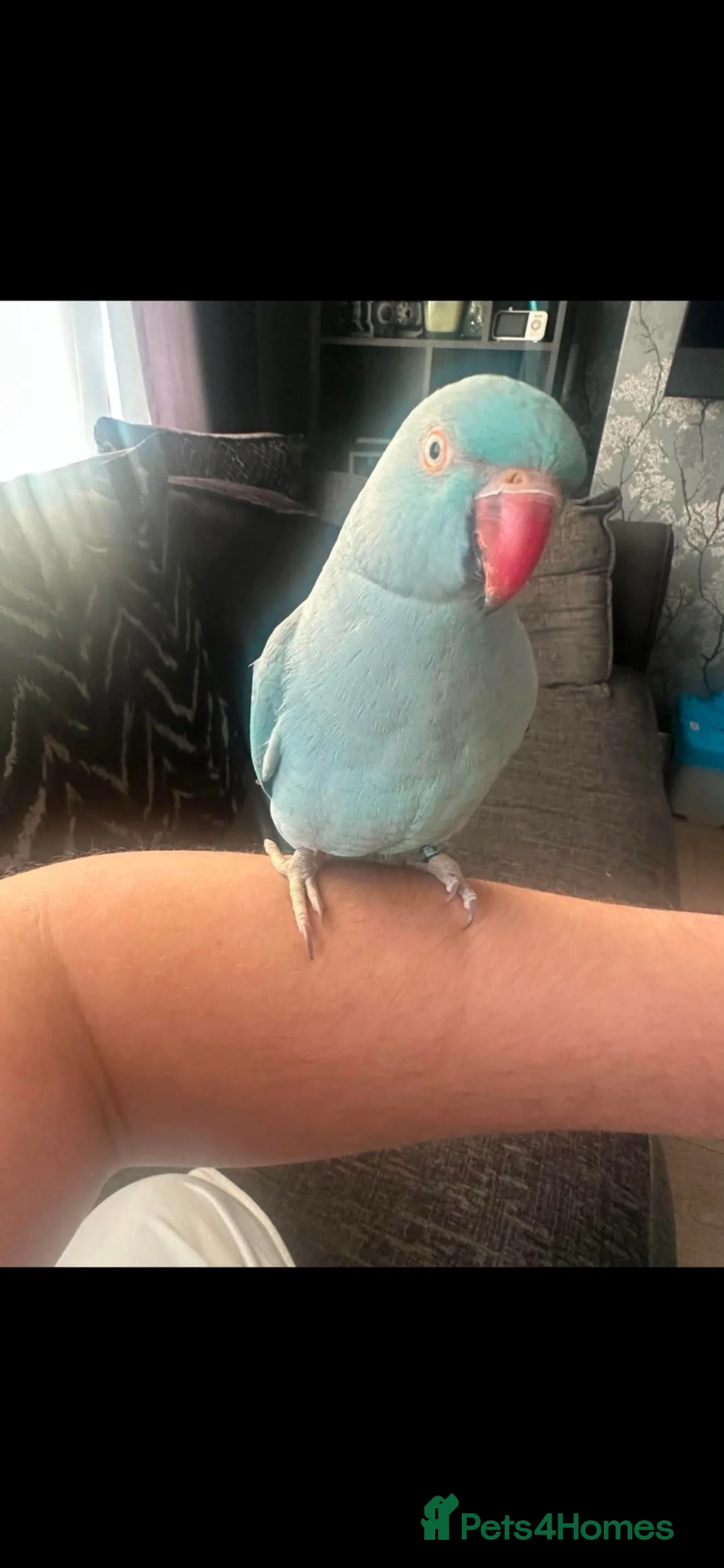 Parrots birds for sale: Indian ring neck  in Doncaster - Advert 2