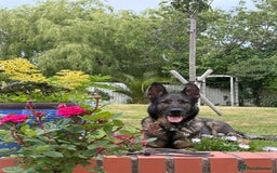 German Shepherd dogs for sale: Health Tested Puppy  - Image 8