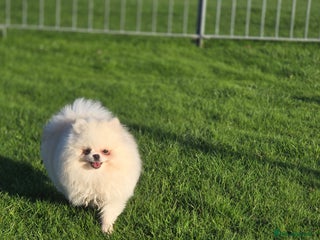 Pomeranian dogs 🌟 PREMIUM STUD SERVICE: "KIMCHI" 🌟 - Advert 6
