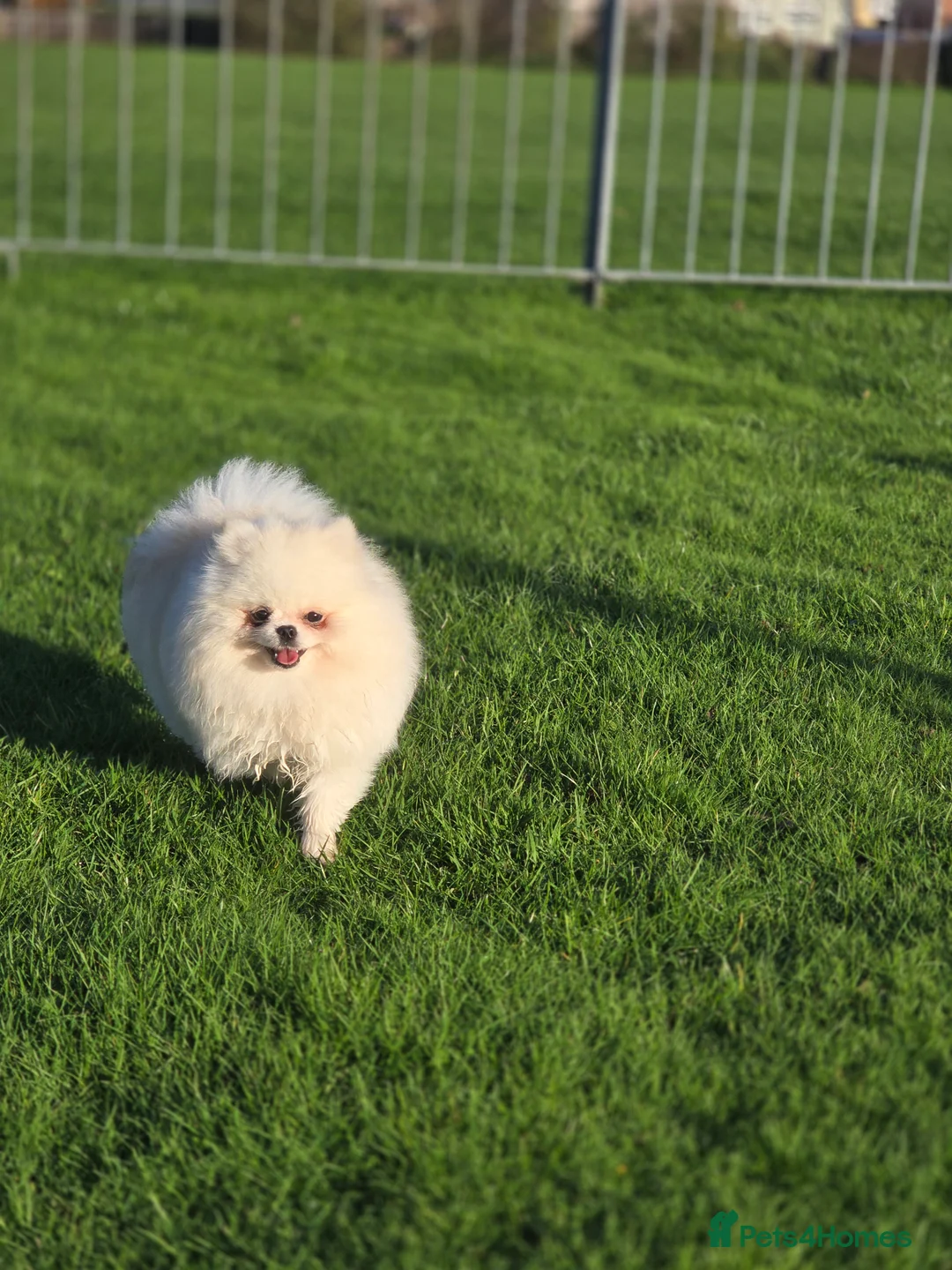 Pomeranian dogs for stud: 🌟 PREMIUM STUD SERVICE: "KIMCHI" 🌟 - Advert 16