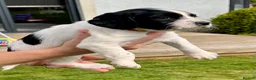 English Springer Spaniel dogs for sale: KC registered English Springer Spaniels - Advert 23