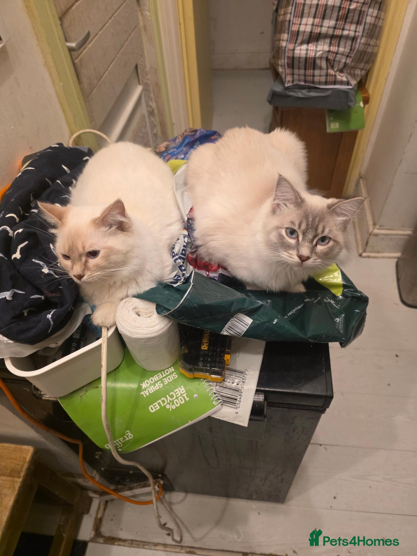 Ragdoll cats Stunning Ragdoll Boys Toffee & Coffee (11 Months) - Advert 1