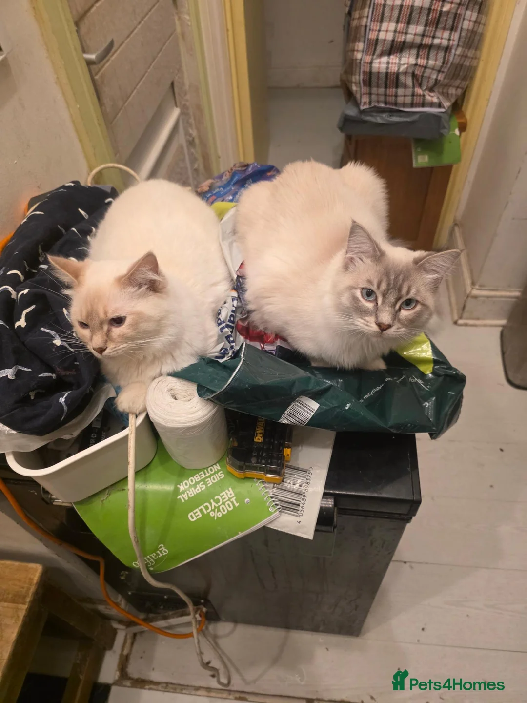 Ragdoll cats for sale: Stunning Ragdoll Boys Toffee & Coffee (11 Months) in London - Advert 1