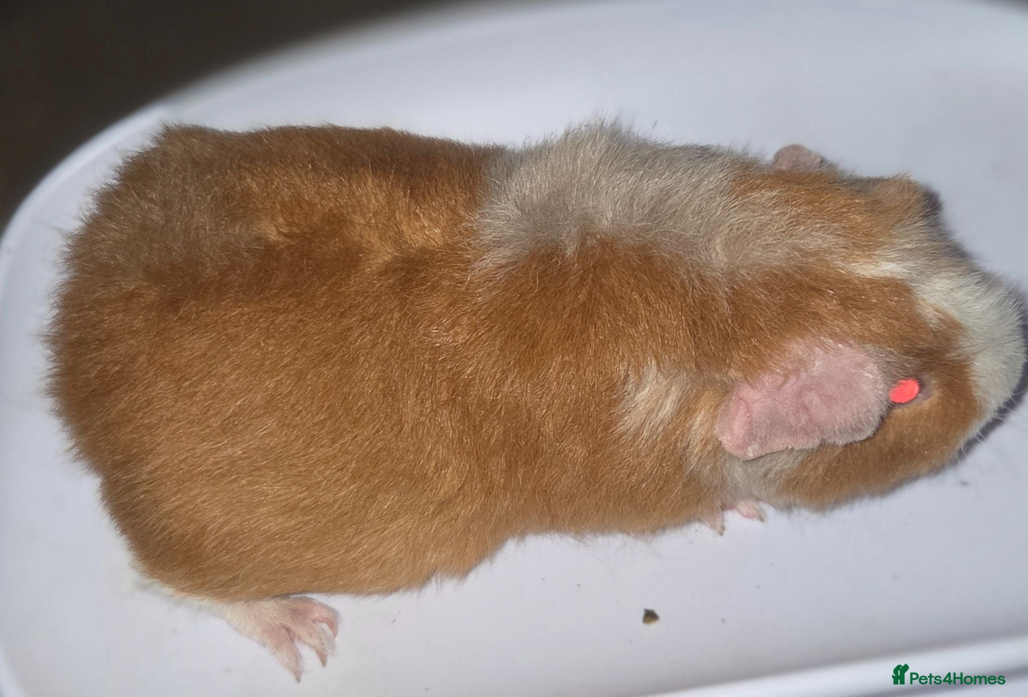 Guinea Pig rodents Baby guinea pigs  - Advert 2