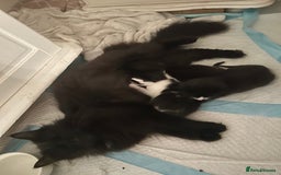 Mixed Breed cats for sale: 3 ragdoll mix kittens  - Image 23