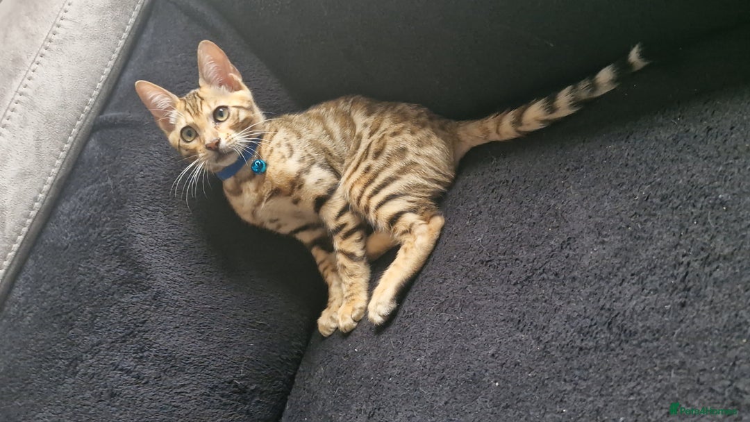 Bengal cats for sale: TICA Genetic & Health Tested Bengal Kitten Male - Image 4