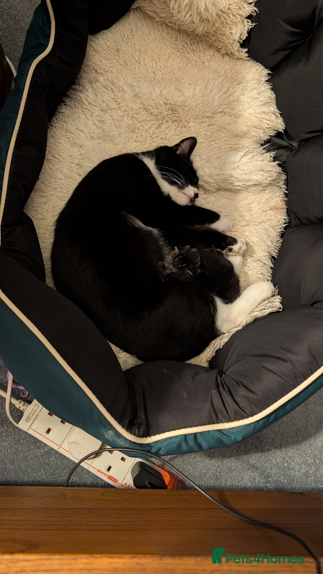 Mixed Breed cats for sale: Beautiful little girl - Advert 3