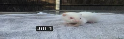 Ferret rodents for sale: New Kits Ready To Go  - Advert 3