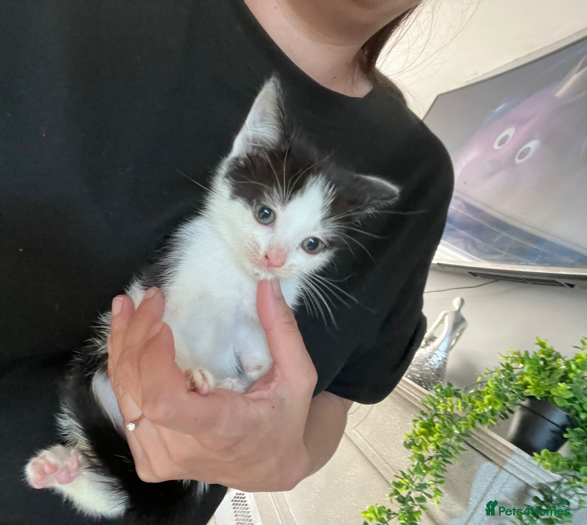 Mixed Breed dogs Last 2 kittens Ready now, Beautiful loving kittens - Advert 13