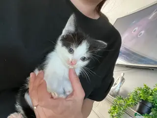 Mixed Breed dogs Last 2 kittens Ready now, Beautiful loving kittens - Advert 1