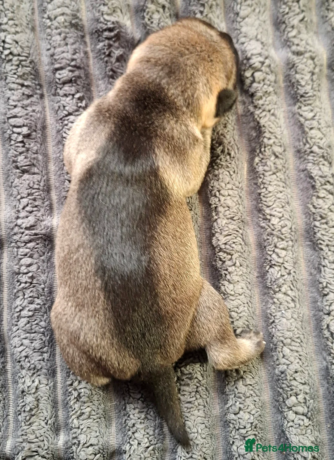 Mixed Breed dogs for sale: Rus-A-Pei ( Rare ) - Advert 11