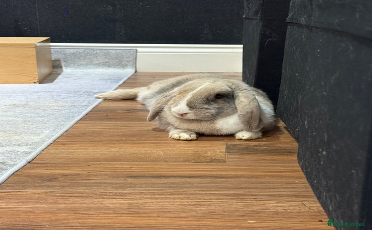 English Lop rabbits - Advert 1