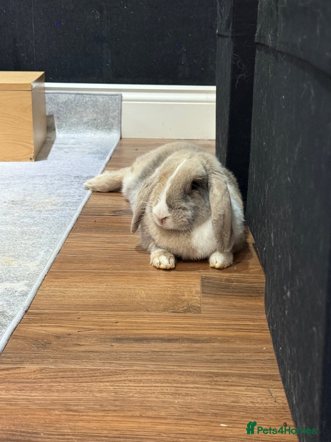 English Lop rabbits for sale: Beautiful English lop  - Image 1
