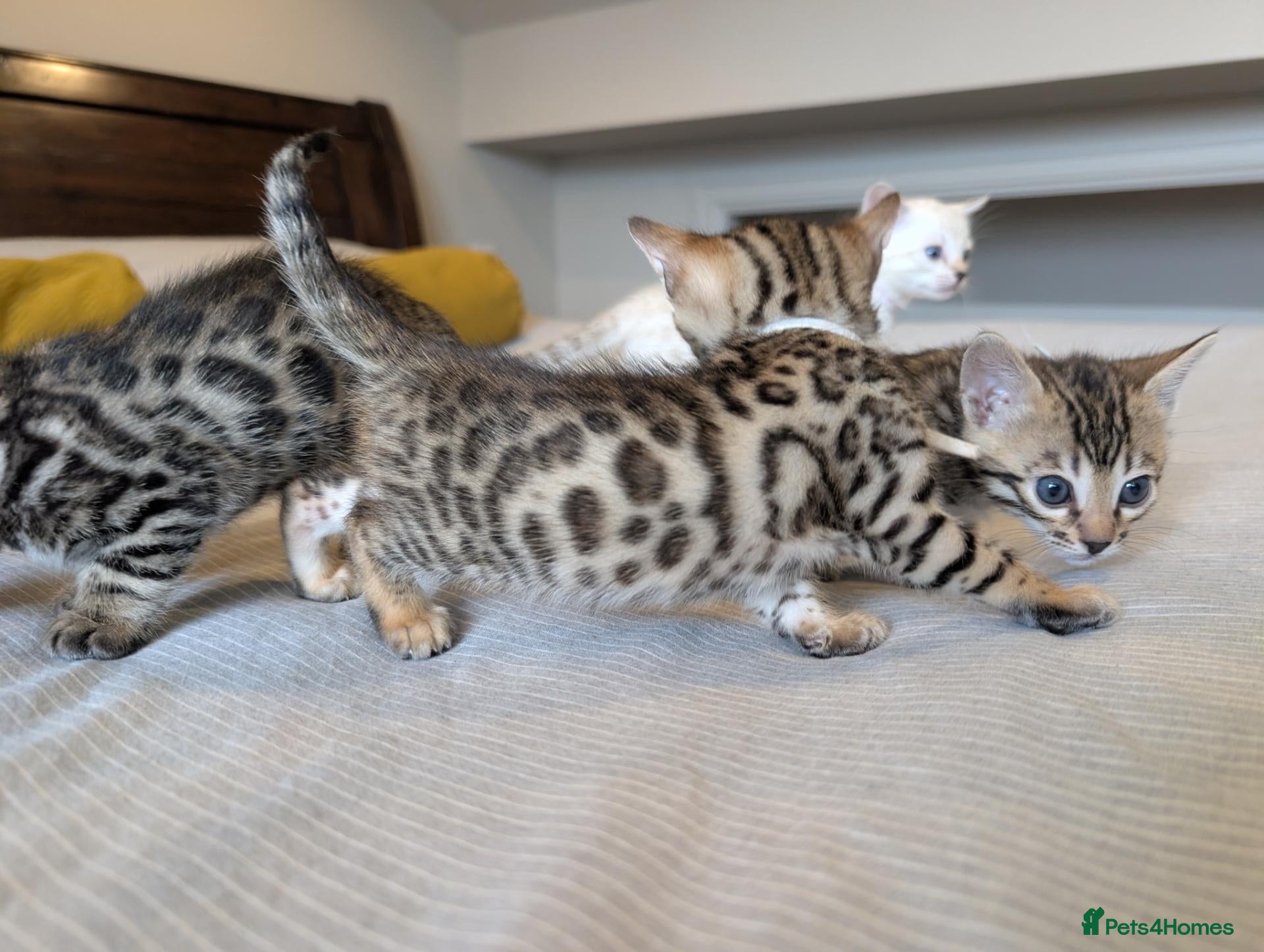Bengal cats 🤍🤎🖤 GORGEOUS BENGAL KITTENS 🖤🤎🤍 - Advert 2