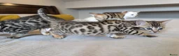 Bengal cats for sale: 🤍🤎🖤 GORGEOUS BENGAL KITTENS 🖤🤎🤍 - Advert 2