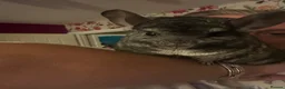 Chinchilla rodents for sale: female chinchilla 8yo - Advert 3