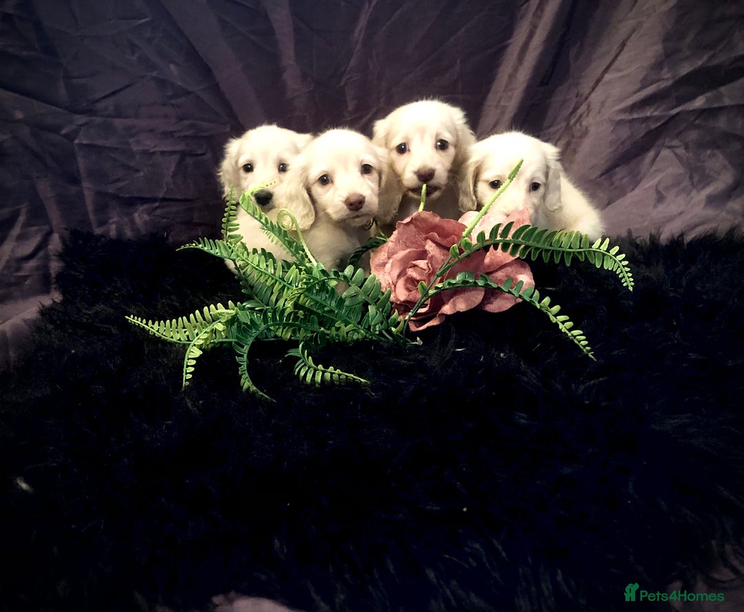 Miniature Dachshund dogs for sale: English Cream miniature dachshund  - Advert 26
