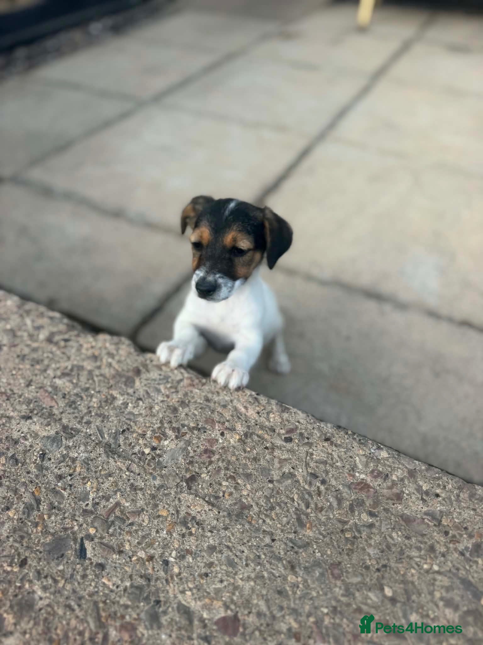 Jack Russell dogs Full breed jack russells 2 girls left !!! - Advert 1