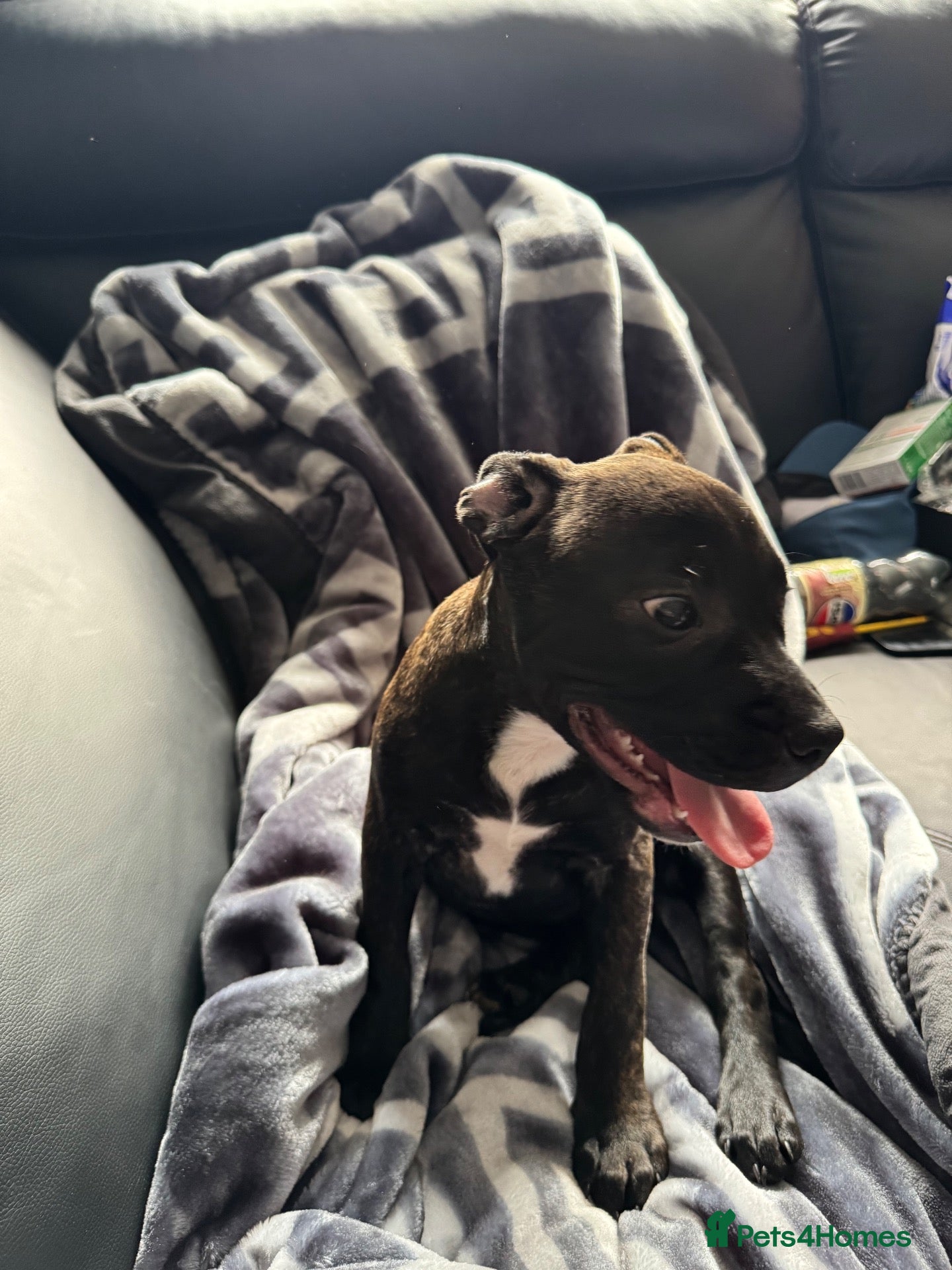 Mixed Breed dogs Puppy  - Advert 2