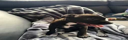 Mixed Breed dogs for sale: Puppy  - Advert 1