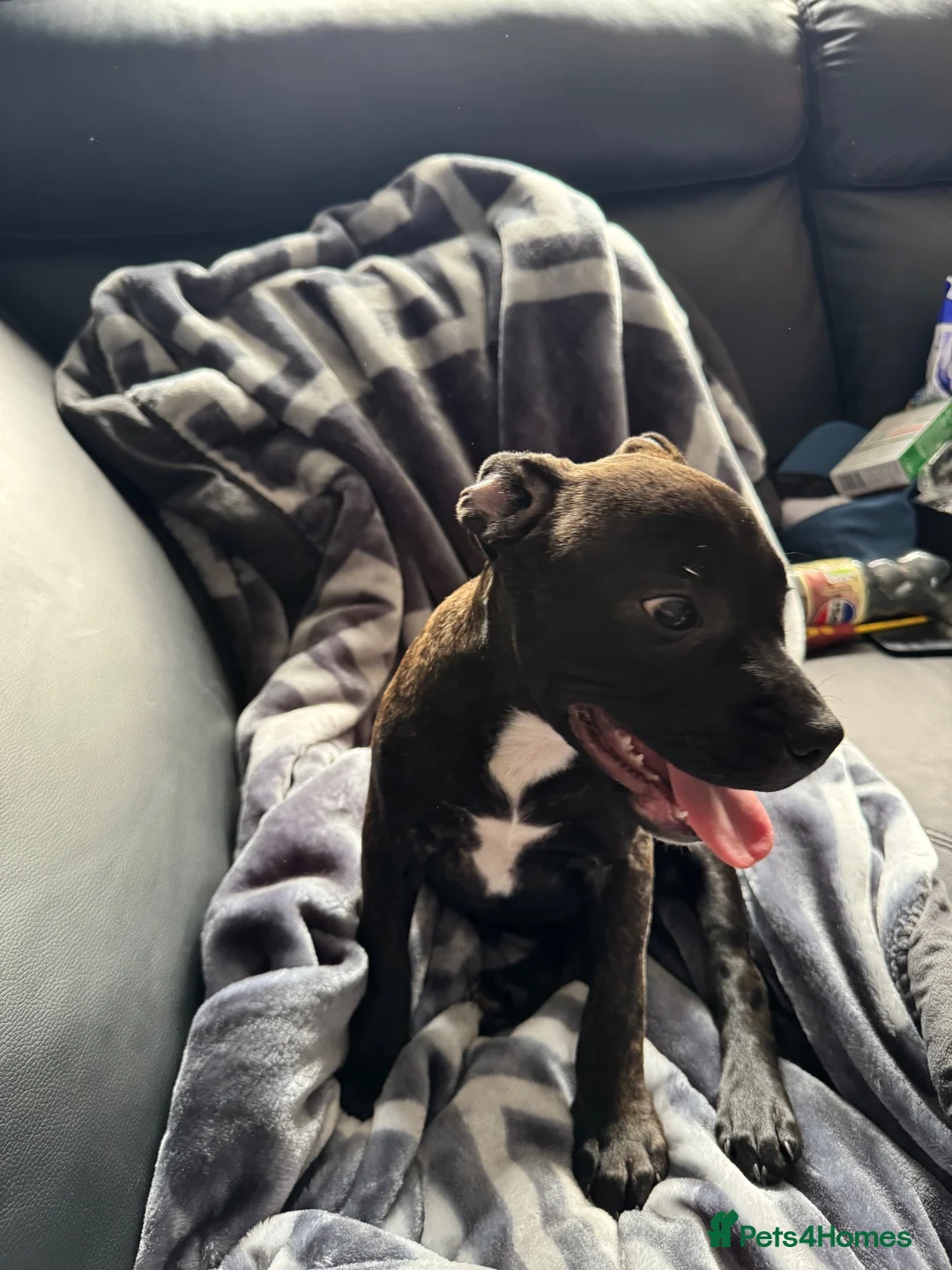 Mixed Breed dogs for sale: Puppy  - Advert 1