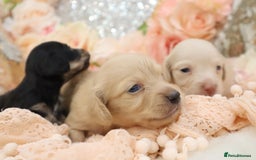 Miniature Dachshund dogs for sale: KC Longhair Miniature Dachshund Puppies - Image 7