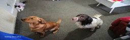 Sprocker dogs for sale: Cocker spaniel x english springer spaniel  in Leeds - Advert 2