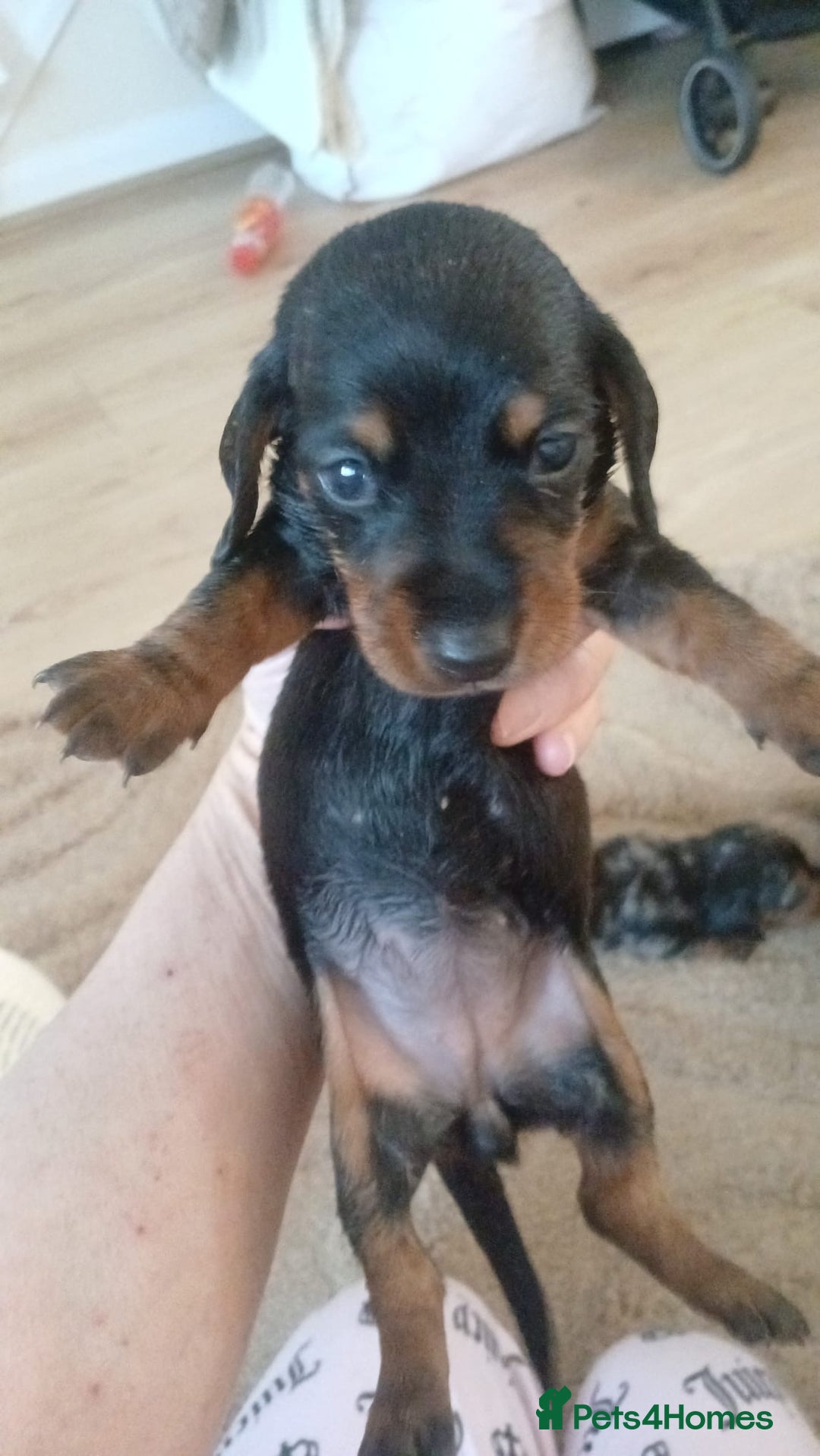 Dachshund dogs for sale: dogs  - Advert 9