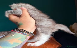 Maine Coon cats for sale: Maine Coons with Tests, Papers & Vet Checks - Advert 8