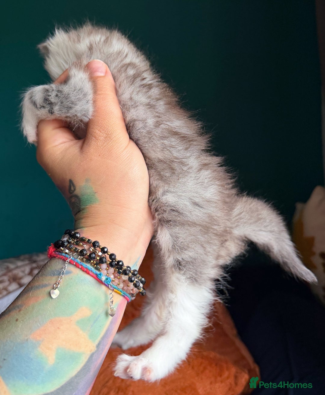 Maine Coon cats for sale: Maine Coons with Tests, Papers & Vet Checks - Advert 8