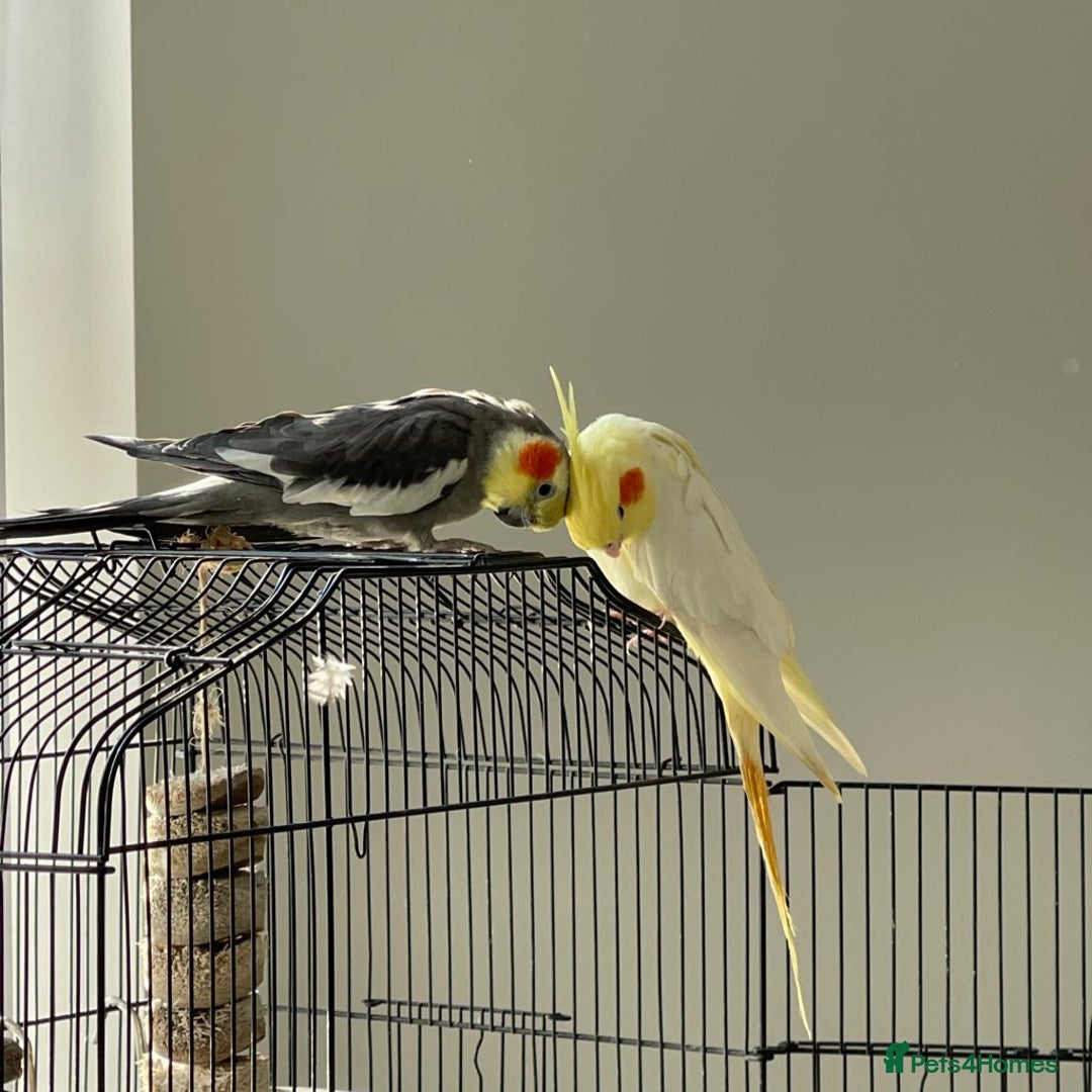 Cockatiels birds for sale: Pair of M/F Cockatiels (2 for £100) - Advert 4