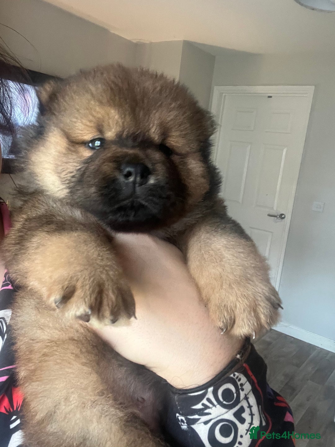 Chow Chow dogs for sale: Chow chow pups - Advert 4