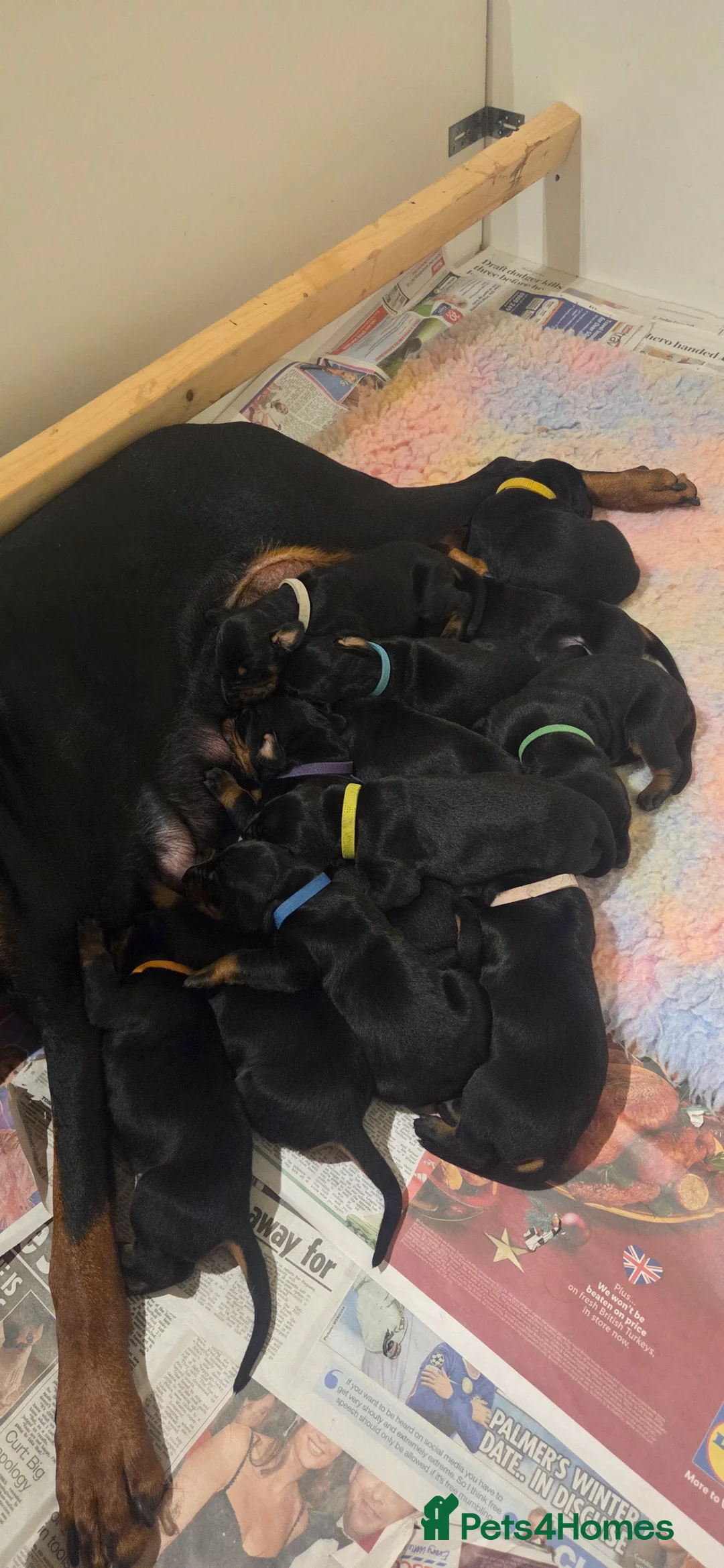 Dobermann dogs for sale: Dobermann puppies  - Advert 2