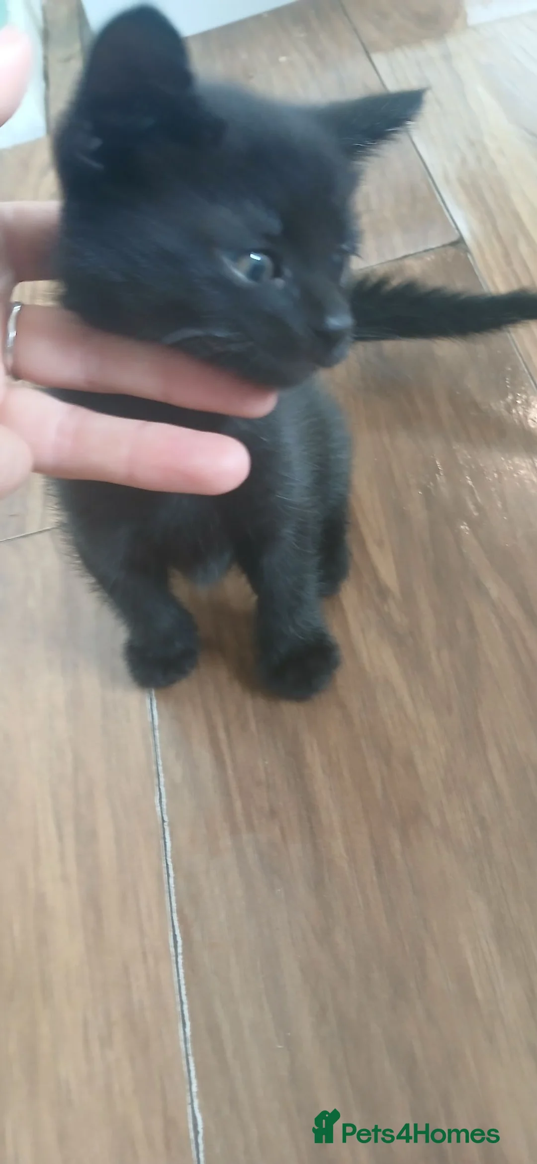 Mixed Breed cats for sale: 4 girl kittens - Advert 6